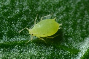 green aphid